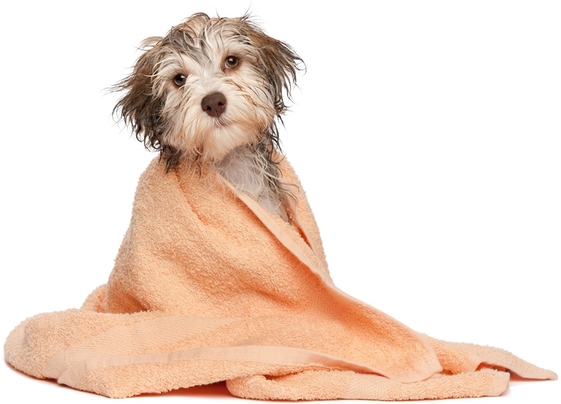Canine Cutie Shampoo & Conditioner