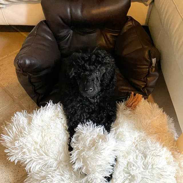 Non-Shedding Pet Blanket, Machine Washable Vegan Fur