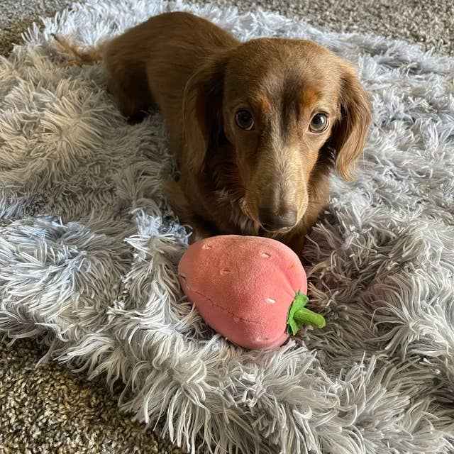 Non-Shedding Pet Blanket, Machine Washable Vegan Fur