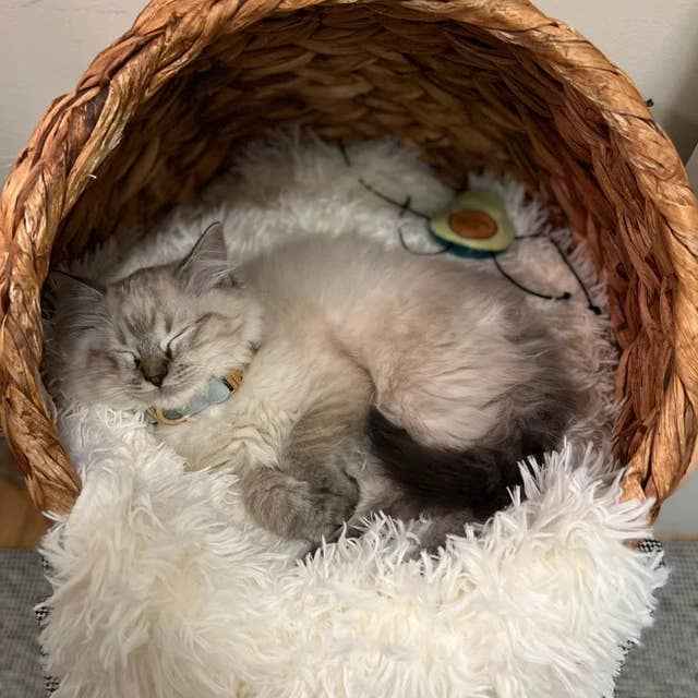 Non-Shedding Pet Blanket, Machine Washable Vegan Fur