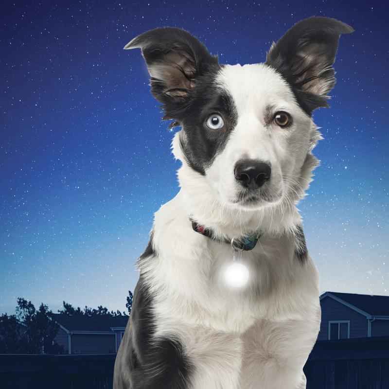 Nite Ize SpotLit Collar Light Disc-O